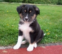 maya - Australian Shepherd Welpe Black Tri
