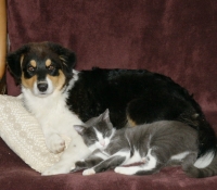 Old Kauri Tree Key To My Soul