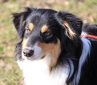 Old Kauri Tree Key To My Soul - Black Tri