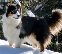 Paris of Bavarian Forest - Aussie Black Tri