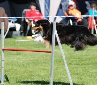 Silver Dream (FCI) Aussie´s Greese