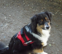 Silver Dream (FCI) Aussie´s Greese