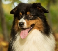 SRS The Unbreakable - Black Tri