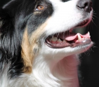 sweat-harmonys-jazz-for-you-annie - Black Tri