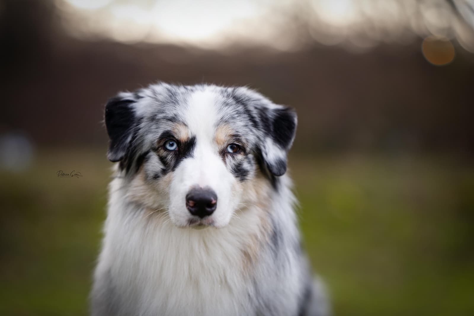 Uris Prime Little Dreamer Otis - Kopfbild Uris Prime Little Dreamer Otis - Kopfbild