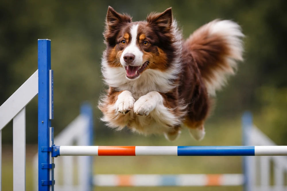 Lumbosakraler Übergangswirbel (LÜW) beim Hund