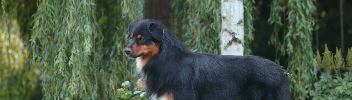 Australian Shepherd Deckrüde