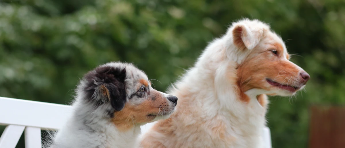 Australian Shepherd Fellfarben