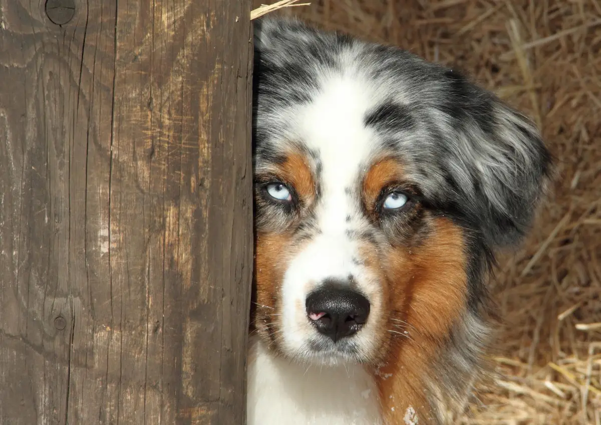 Australian Shepherd Blue Merle