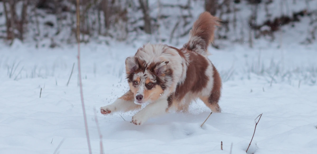 Australian Shepherd Red Merle