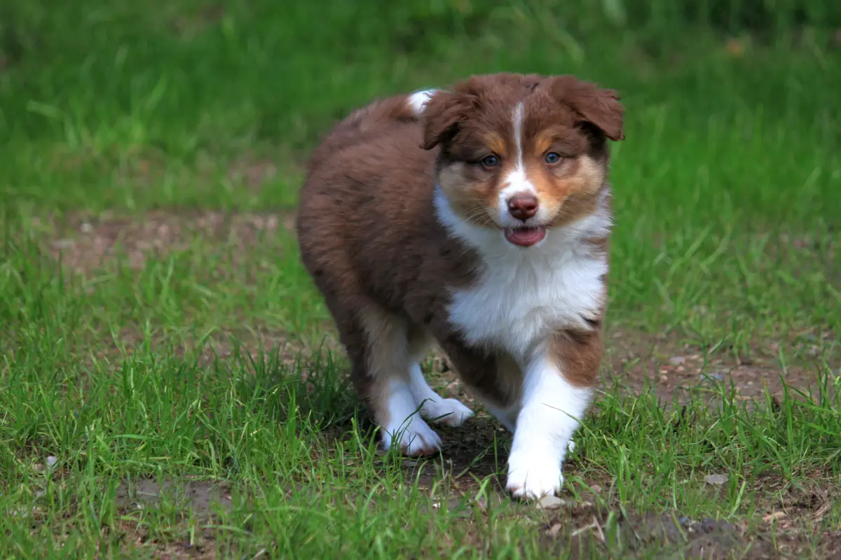 Australian Shepherd Welpe