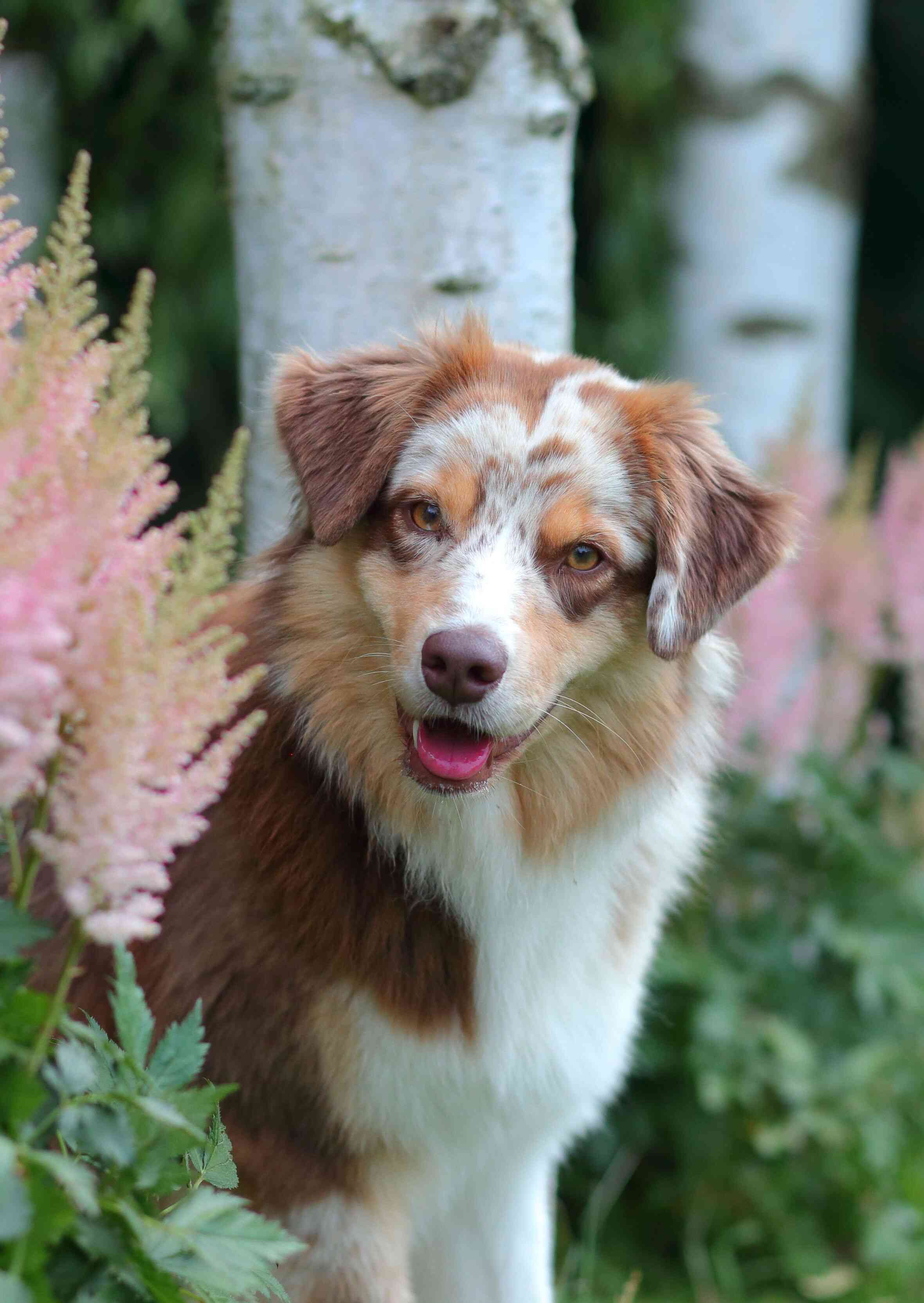 Australian Shepherd Red Merle