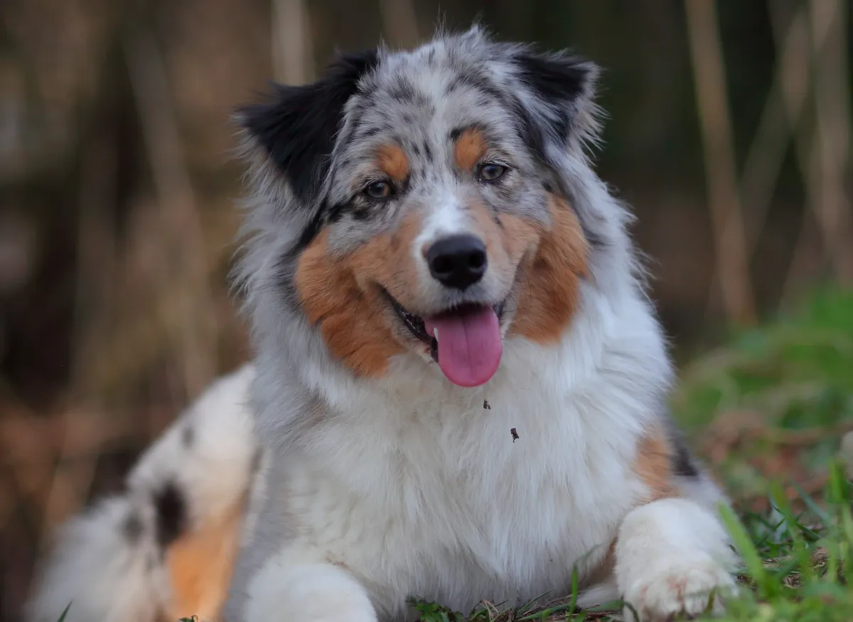 Australian Shepherd