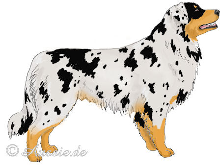 Blue merle c bi copper trim tan
