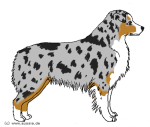 Blue Merle