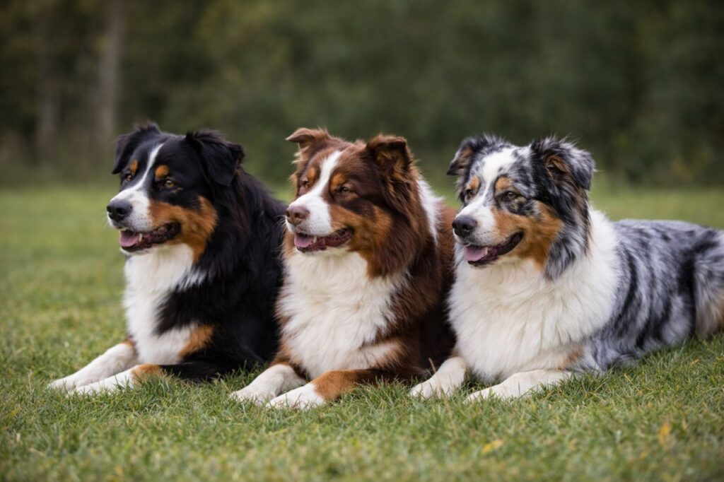 dm-beim-australian-shepherd-x
