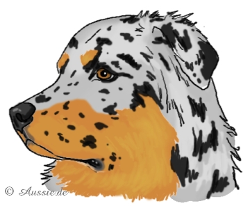 e-mask-maske-blue-merle-shepherd