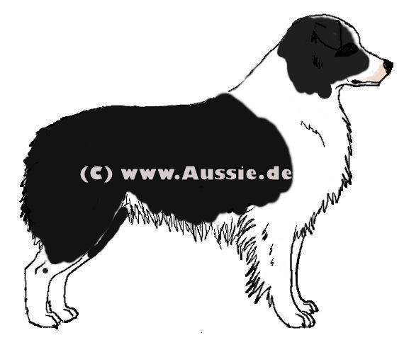 piebald spotting irish spotting modifier