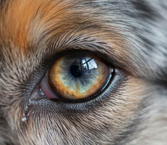 pra-bei-aussie pra-bei-aussie