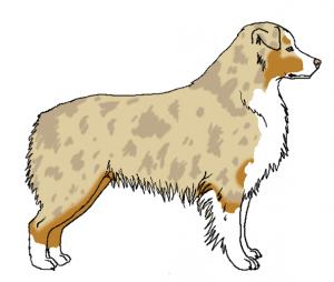 Dilute Red Merle lilac merle