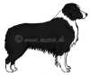 s-locus-si-irish-spotting-weisse-abzeichen-black-bi-white