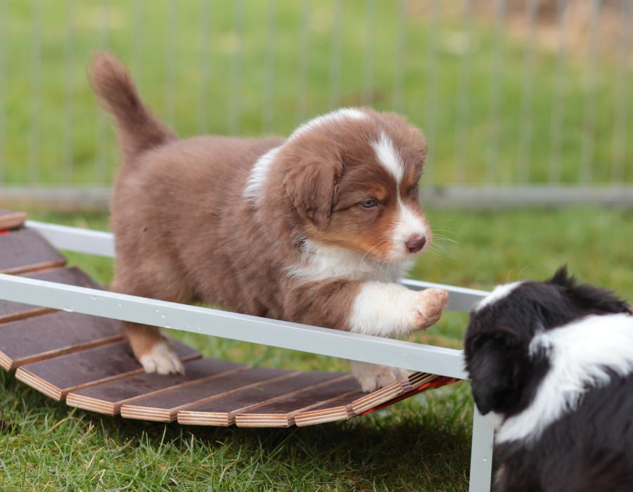 NBT Welpen Variationen Australian Shepherd Welpen NBT